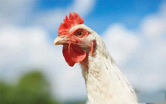 肉鸡全程饲养管理要点