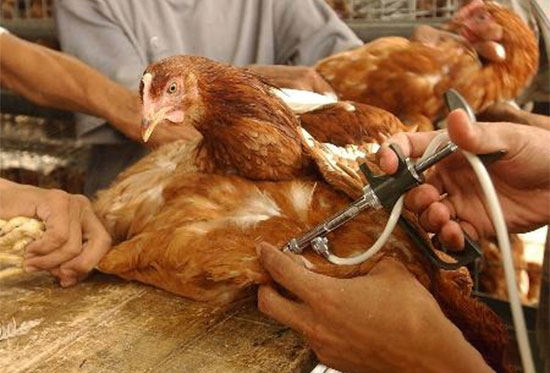 今秋开始对全国家禽开展H7N9免疫
