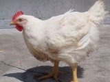 ëźţ֪