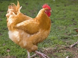 ʶ
