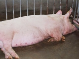 饲料因素致母猪瘫痪