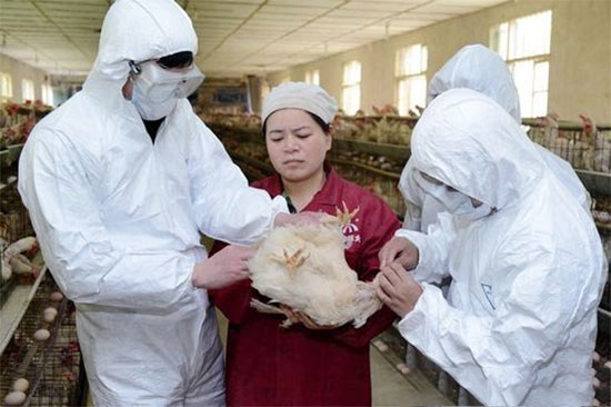 农业部要求加强家禽H7N9流感防治工作