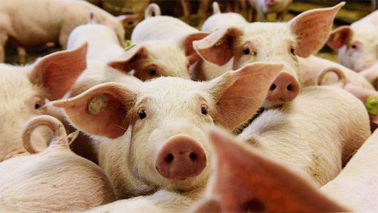 专家：非洲猪瘟非人畜共患病 正规渠道猪肉可放心食用