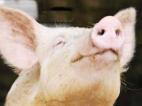 进口收紧和生猪调动防疫收紧，有利于生猪价格上涨