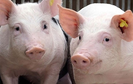 农业部：9月中下旬猪价可能还要经历一波降价的过程