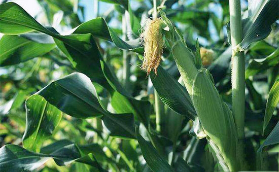 哪些情况下可申请玉米种植保险？