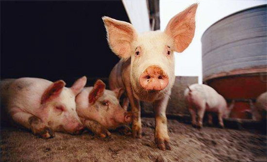 云南省昭通市发生非洲猪瘟疫情