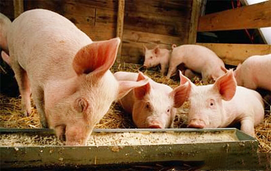 养猪业的转型只能是商机而不是灾难