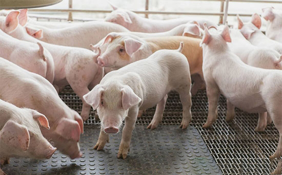 荷兰沙门氏菌猪肉已致多人感染