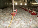 规模鸡场环境净化存在的不足和改建措施